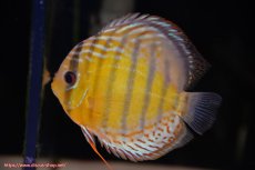 画像2: 【30周年記念セール対象個体】【ワイルドディスカス】【通販】【今シーズン超希少種】アッパーテフェロイヤルグリーン【個体ペア販売】15-16cm（生体）アッパーテフェ産 (2)