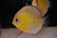 画像5: 【30周年記念セール対象個体】【ワイルドディスカス】【通販】【今シーズン超希少種】アッパーテフェロイヤルグリーン【個体ペア販売】15-16cm（生体）アッパーテフェ産 (5)