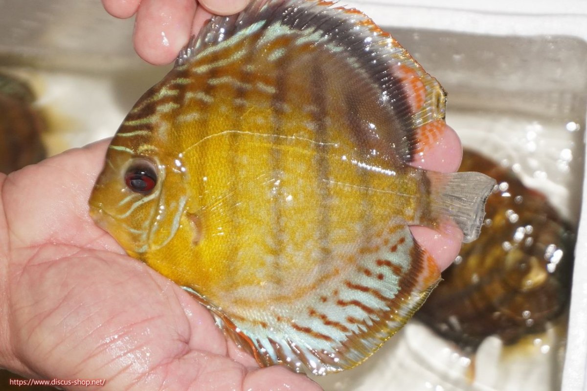 画像6: 【30周年記念セール対象個体】【ワイルドディスカス】【通販】【今シーズン超希少種】アッパーテフェロイヤルグリーン【個体ペア販売】15-16cm（生体）アッパーテフェ産 (6)