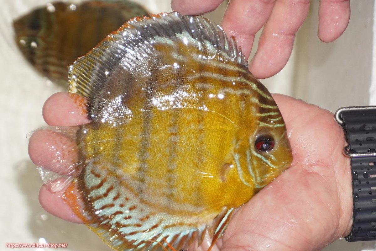 画像7: 【30周年記念セール対象個体】【ワイルドディスカス】【通販】【今シーズン超希少種】アッパーテフェロイヤルグリーン【個体ペア販売】15-16cm（生体）アッパーテフェ産 (7)