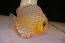 画像2: 【30周年記念セール対象個体】【ワイルドディスカス】【通販】【今シーズン超希少種】アッパーテフェロイヤルグリーン【個体ペア販売】15-16cm（生体）アッパーテフェ産 (2)