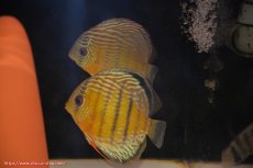 画像1: 【30周年記念セール対象個体】【ワイルドディスカス】【通販】【今シーズン超希少種】アッパーテフェロイヤルグリーン【個体ペア販売】15-16cm（生体）アッパーテフェ産 (1)