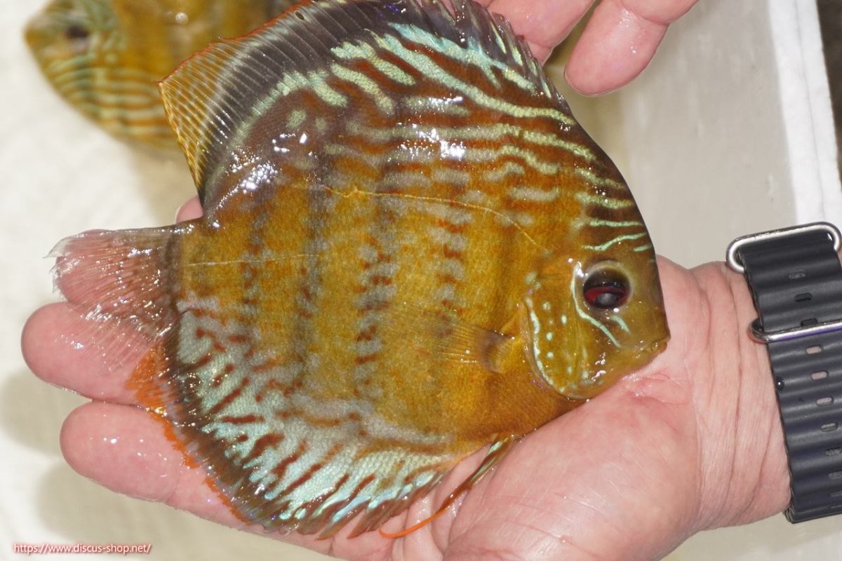 画像7: 【30周年記念セール対象個体】【ワイルドディスカス】【通販】【今シーズン超希少種】アッパーテフェロイヤルグリーン【個体ペア販売】15-16cm（生体）アッパーテフェ産 (7)