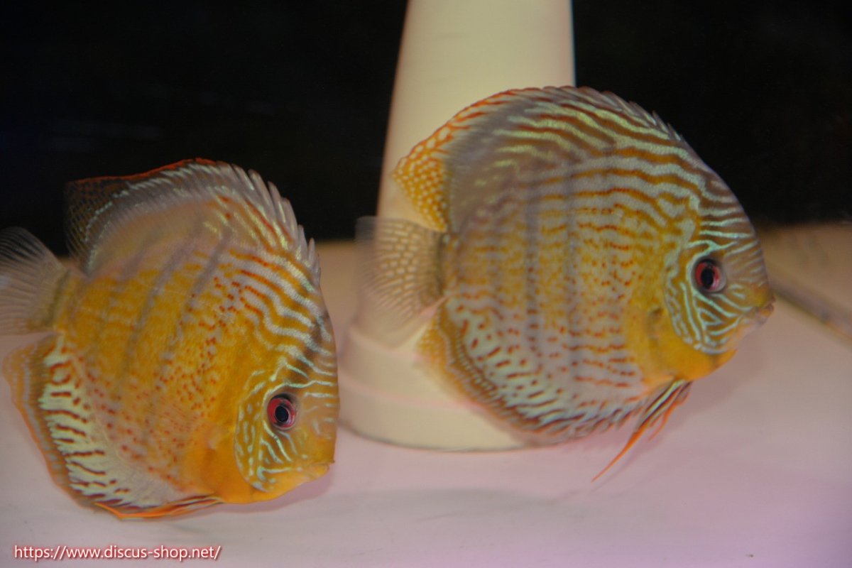 画像1: 【30周年記念セール対象個体】【ワイルドディスカス】【通販】【今シーズン超希少種】アッパーテフェロイヤルグリーン【個体ペア販売】15-16cm（生体）アッパーテフェ産 (1)