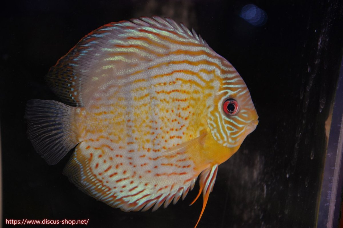 画像2: 【30周年記念セール対象個体】【ワイルドディスカス】【通販】【今シーズン超希少種】アッパーテフェロイヤルグリーン【個体ペア販売】15-16cm（生体）アッパーテフェ産 (2)