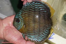 画像3: 【30周年記念セール対象個体】【ワイルドディスカス】【通販】【今シーズン超希少種】アッパーテフェロイヤルグリーン【個体ペア販売】15-16cm（生体）アッパーテフェ産 (3)