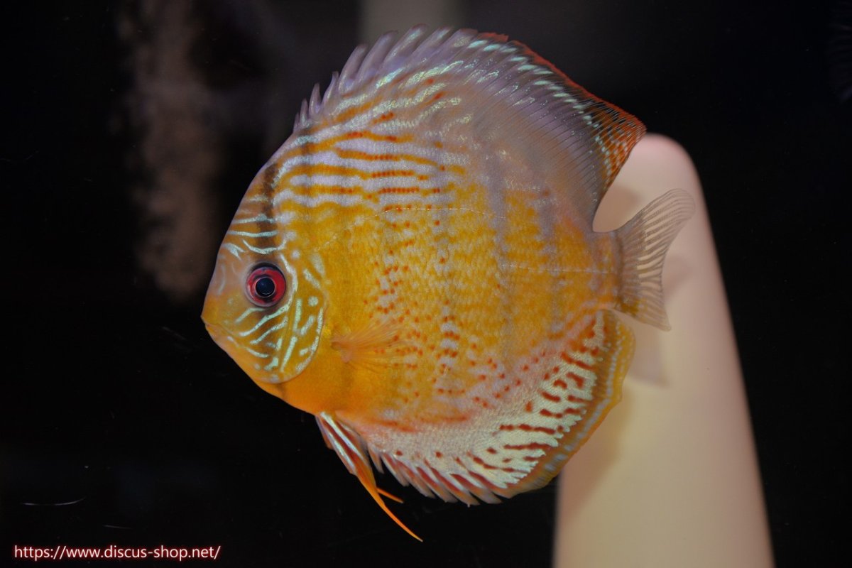 画像5: 【30周年記念セール対象個体】【ワイルドディスカス】【通販】【今シーズン超希少種】アッパーテフェロイヤルグリーン【個体ペア販売】15-16cm（生体）アッパーテフェ産 (5)