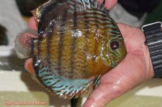 画像7: 【30周年記念セール対象個体】【ワイルドディスカス】【通販】【今シーズン超希少種】アッパーテフェロイヤルグリーン【個体ペア販売】15-16cm（生体）アッパーテフェ産 (7)