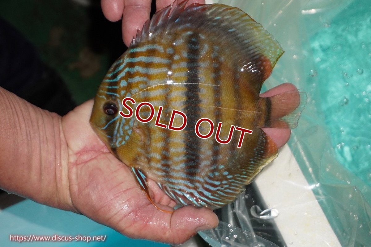 画像1: 【ワイルドディスカス】【通販】【究極のセンターバー 】ラーゴクミナ ロイヤル センターバー【個体販売】17cm（生体）クミナ産 (1)