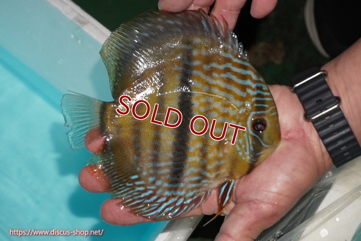 画像2: 【ワイルドディスカス】【通販】【究極のセンターバー 】ラーゴクミナ ロイヤル センターバー【個体販売】17cm（生体）クミナ産 (2)