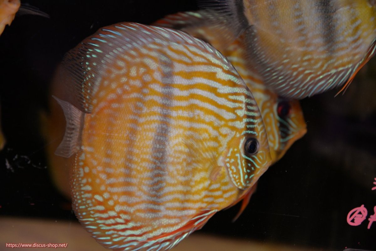 画像1: 【30周年記念セール対象個体】【ワイルドディスカス】【通販】【究極のセンターバー 】ラーゴクミナ ロイヤル センターバー（金目）【個体販売】17cm（生体）クミナ産 (1)