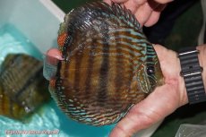 画像3: 【30周年記念セール対象個体】【ワイルドディスカス】【通販】【究極のセンターバー 】ラーゴクミナ ロイヤル センターバー（金目）【個体販売】17cm（生体）クミナ産 (3)