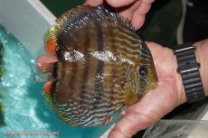 画像2: 【ワイルドディスカス】【通販】【究極のセンターバー 】ラーゴクミナ ロイヤル センターバー【個体販売】17cm（生体）クミナ産 (2)