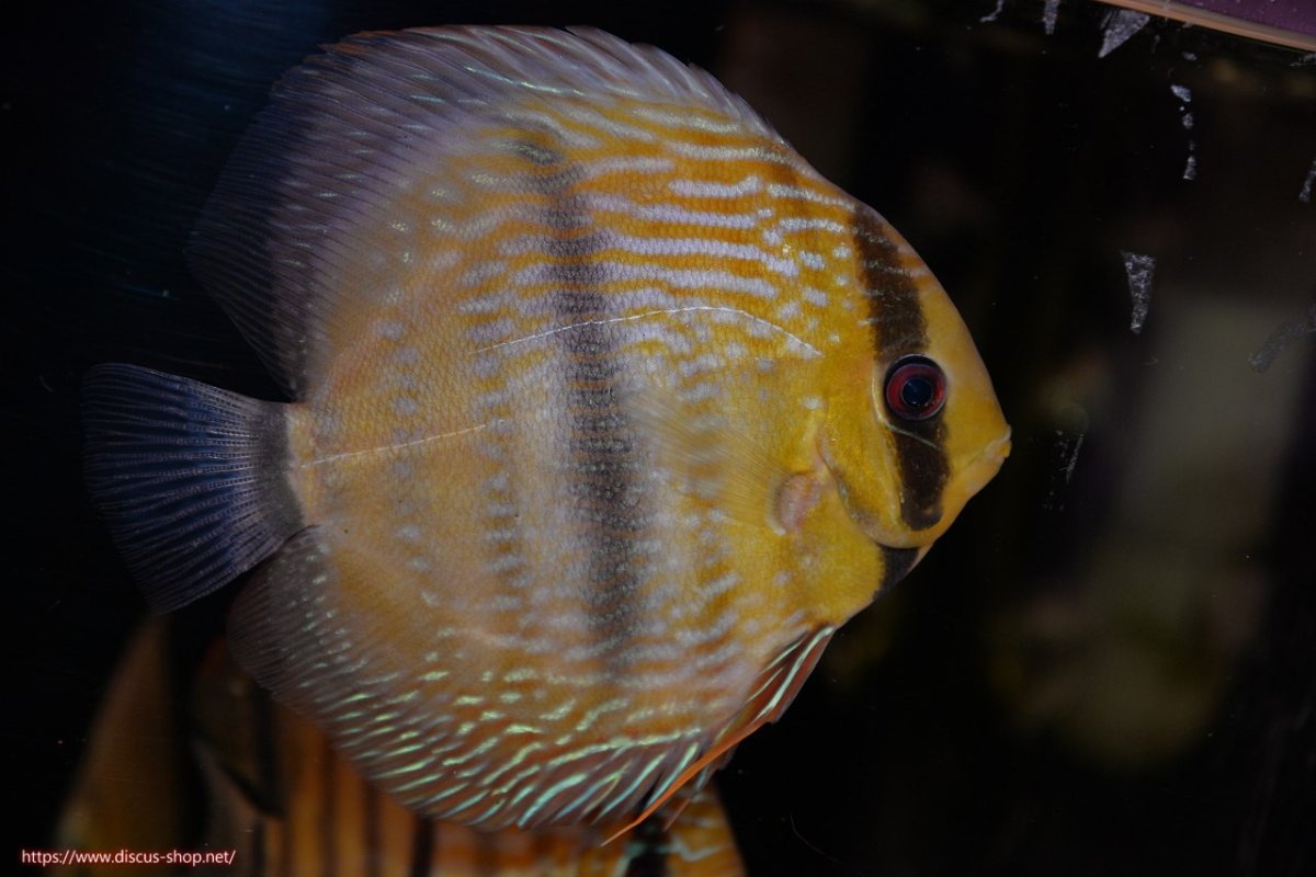 画像1: 【決算セール対象個体】【ワイルドディスカス】【通販】【究極のセンターバー 】ラーゴクミナ ロイヤル センターバー【個体販売】17cm（生体）クミナ産 (1)