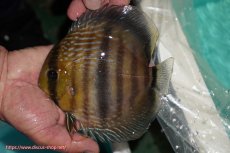 画像1: 【ワイルドディスカス】【通販】【究極のセンターバー 】ラーゴクミナ ロイヤル センターバー【個体販売】17cm（生体）クミナ産 (1)