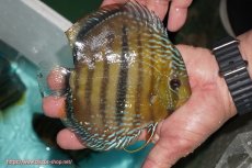 画像3: 【ワイルドディスカス】【通販】【究極のセンターバー 】ラーゴクミナ ロイヤル センターバー【個体販売】16cm（生体）クミナ産 (3)