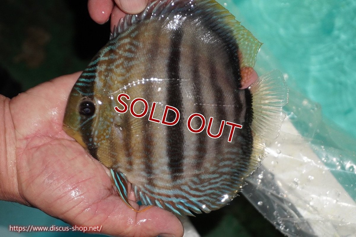 画像1: 【ワイルドディスカス】【通販】【究極のセンターバー 】ラーゴクミナ ロイヤル センターバー【個体販売】16cm（生体）クミナ産 (1)