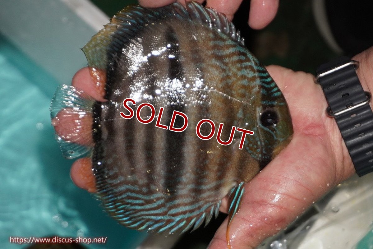 画像2: 【ワイルドディスカス】【通販】【究極のセンターバー 】ラーゴクミナ ロイヤル センターバー【個体販売】16cm（生体）クミナ産 (2)