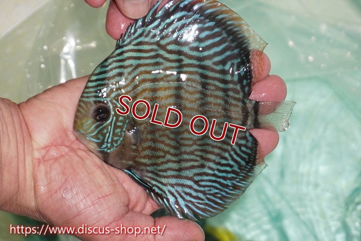 画像1: 【ワイルドディスカス】【通販】ラーゴクミナスーパーロイヤル（金目）【個体販売】15cm（生体）ラーゴクミナ産 (1)