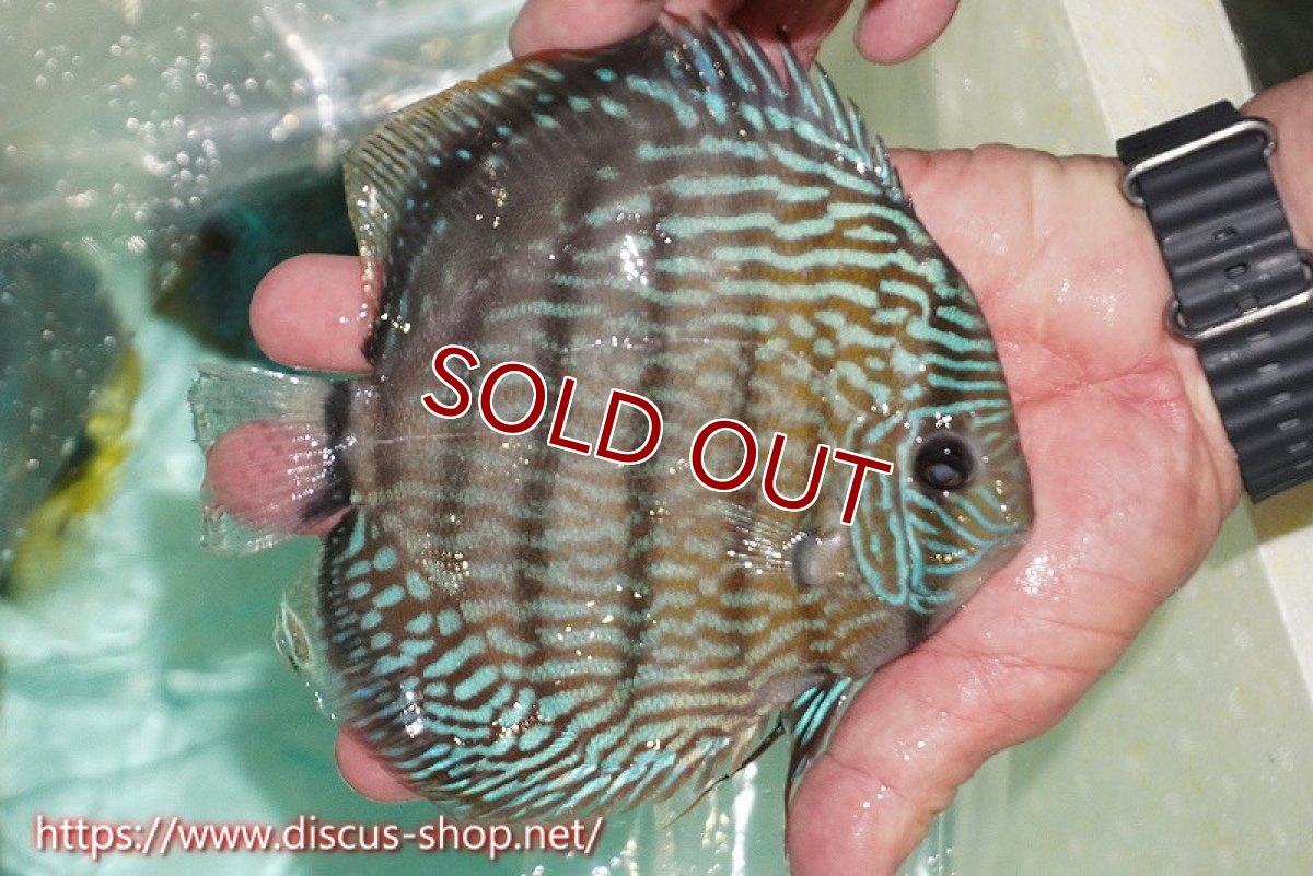 画像5: 【ワイルドディスカス】【通販】ラーゴクミナスーパーロイヤル（金目）【個体販売】16cm（生体）ラーゴクミナ産 (5)