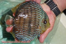 画像2: 【ワイルドディスカス】【通販】ラーゴクミナスーパーロイヤル【個体販売】17cm（生体）ラーゴクミナ産 (2)