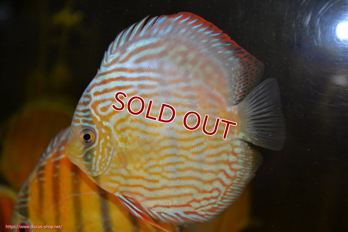 画像1: 【ワイルドディスカス】【通販】ラーゴクミナスーパーロイヤル（金目）【個体販売】15cm（生体）ラーゴクミナ産 (1)