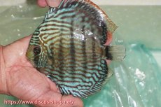 画像1: 【ワイルドディスカス】【通販】ラーゴクミナスーパーロイヤル（金目）【個体販売】15cm（生体）ラーゴクミナ産 (1)