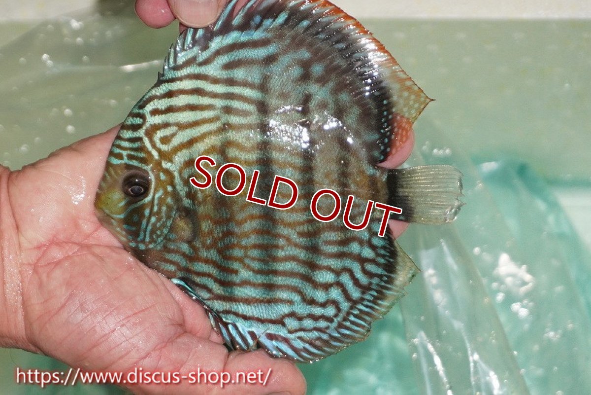 画像2: 【ワイルドディスカス】【通販】ラーゴクミナスーパーロイヤル（金目）【個体販売】15cm（生体）ラーゴクミナ産 (2)