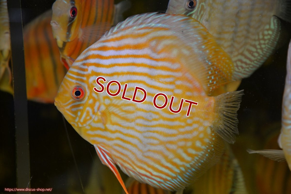 画像1: 【ワイルドディスカス】【通販】ラーゴクミナスーパーロイヤル【個体販売】17cm（生体）ラーゴクミナ産 (1)