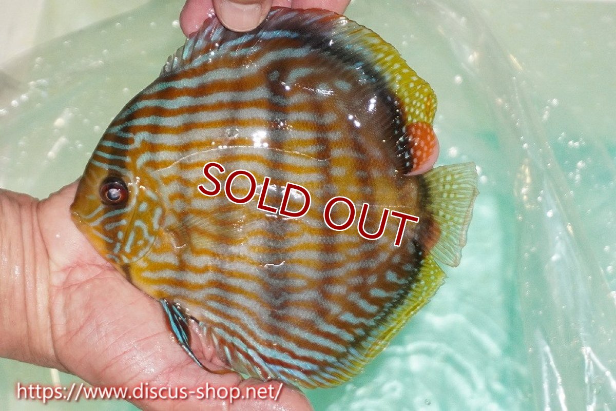 画像2: 【ワイルドディスカス】【通販】ラーゴクミナスーパーロイヤル【個体販売】17cm（生体）ラーゴクミナ産 (2)