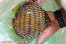 画像2: 【ワイルドディスカス】【通販】ラーゴクミナスーパーロイヤル【個体販売】17cm（生体）ラーゴクミナ産 (2)