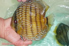 画像1: 【ワイルドディスカス】【通販】ラーゴクミナスーパーロイヤル【個体販売】17cm（生体）ラーゴクミナ産 (1)