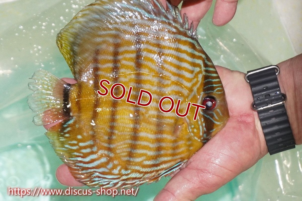 画像2: 【ワイルドディスカス】【通販】ラーゴクミナスーパーロイヤル【個体販売】17cm（生体）ラーゴクミナ産 (2)