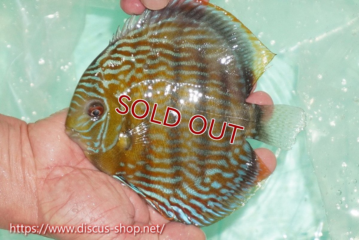 画像1: 【ワイルドディスカス】【通販】ラーゴクミナスーパーロイヤル【個体販売】16cm（生体）ラーゴクミナ産 (1)