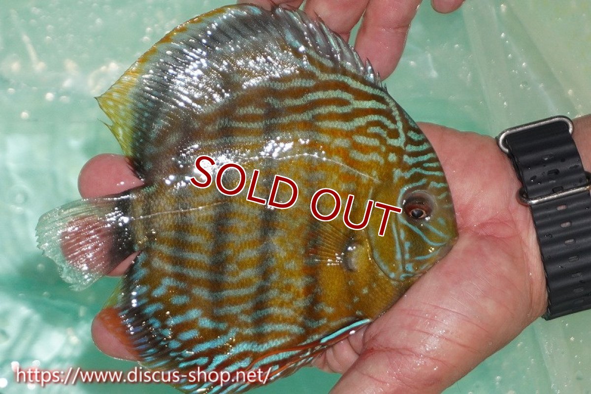 画像2: 【ワイルドディスカス】【通販】ラーゴクミナスーパーロイヤル【個体販売】16cm（生体）ラーゴクミナ産 (2)