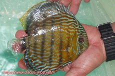 画像2: 【ワイルドディスカス】【通販】ラーゴクミナスーパーロイヤル【個体販売】16cm（生体）ラーゴクミナ産 (2)