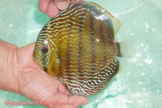 画像1: 【ワイルドディスカス】【通販】ラーゴクミナスーパーロイヤル【個体販売】16cm（生体）ラーゴクミナ産 (1)