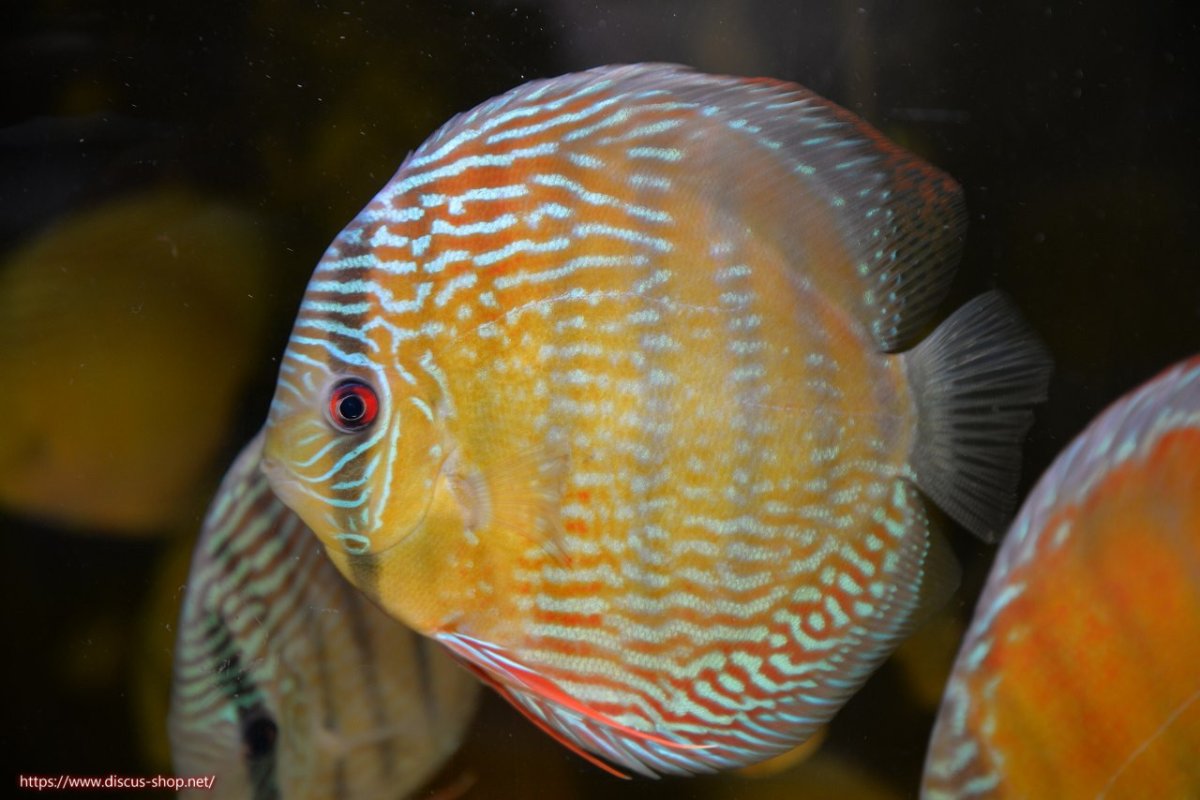 画像2: 【30周年記念セール対象個体】【ワイルドディスカス】【通販】ラーゴクミナスーパーロイヤル【個体販売】16cm（生体）ラーゴクミナ産 (2)