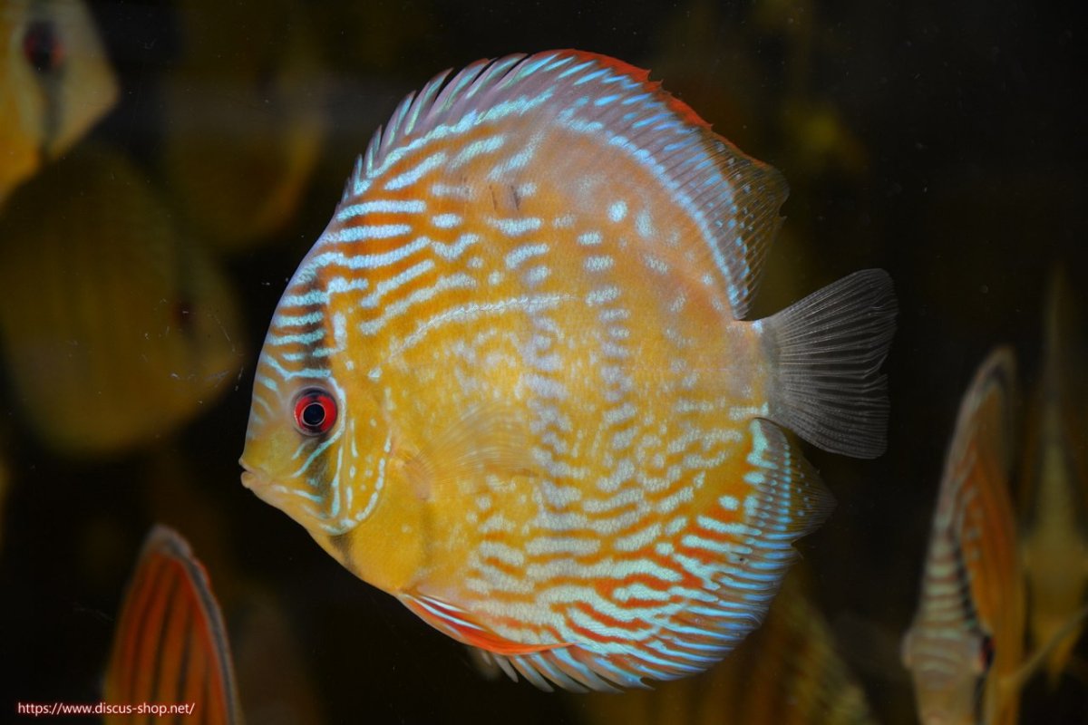 画像1: 【30周年記念セール対象個体】【ワイルドディスカス】【通販】ラーゴクミナスーパーロイヤル【個体販売】16cm（生体）ラーゴクミナ産 (1)