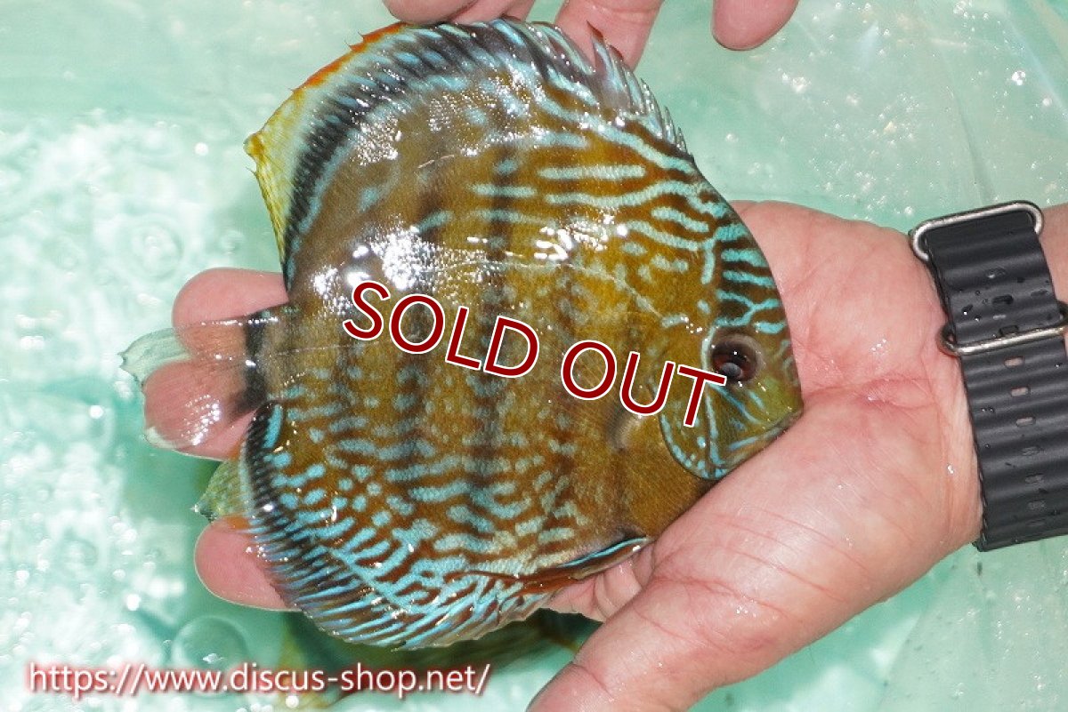 画像3: 【サマーセール対象個体　クーポンご利用で10％OFF】【ワイルドディスカス】【通販】ラーゴクミナスーパーロイヤル【個体販売】16cm（生体）ラーゴクミナ産 (3)