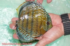 画像3: 【30周年記念セール対象個体】【ワイルドディスカス】【通販】ラーゴクミナスーパーロイヤル【個体販売】16cm（生体）ラーゴクミナ産 (3)