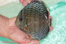 画像1: 【ワイルドディスカス】【通販】ラーゴクミナスーパーロイヤル【個体販売】16cm（生体）ラーゴクミナ産 (1)