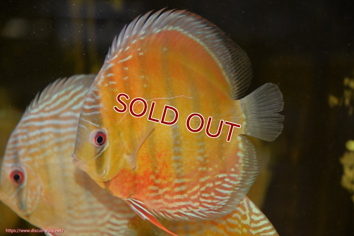 画像1: 【ワイルドディスカス】【通販】ラーゴクミナスーパーレッド【個体販売】16cm（生体）ラーゴクミナ産 (1)