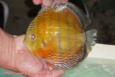 画像1: 【ワイルドディスカス】【通販】ラーゴクミナスーパーレッド【個体販売】16cm（生体）ラーゴクミナ産 (1)