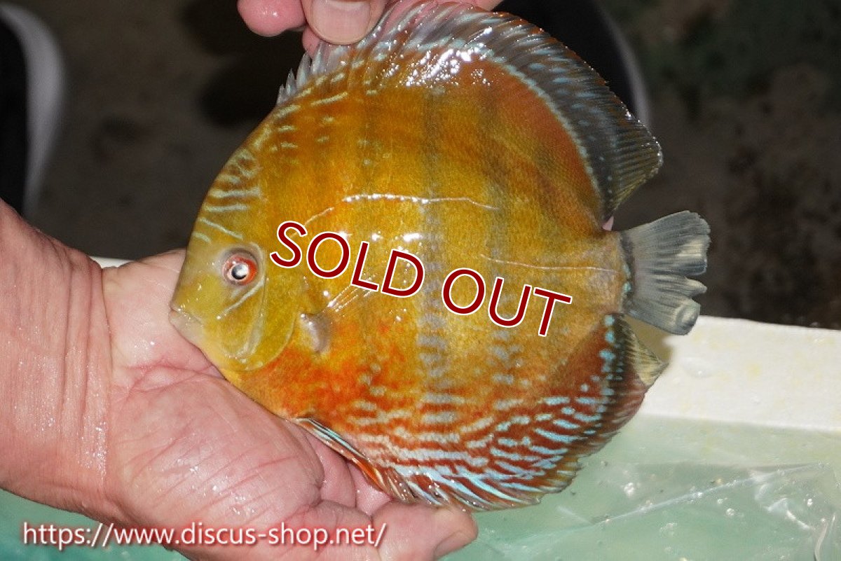 画像2: 【ワイルドディスカス】【通販】ラーゴクミナスーパーレッド【個体販売】16cm（生体）ラーゴクミナ産 (2)