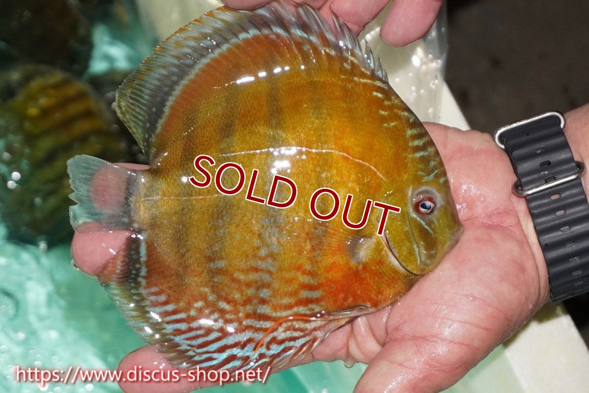 画像3: 【ワイルドディスカス】【通販】ラーゴクミナスーパーレッド【個体販売】16cm（生体）ラーゴクミナ産 (3)