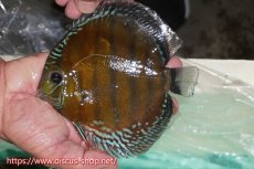 画像1: 【ワイルドディスカス】【通販】ラーゴクミナスーパーレッド【個体販売】15cm（生体）ラーゴクミナ産 (1)