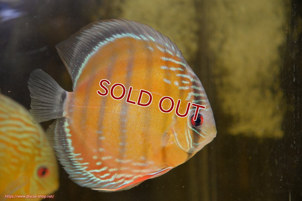 画像1: 【ワイルドディスカス】【通販】ラーゴクミナスーパーレッド【個体販売】15cm（生体）ラーゴクミナ産 (1)