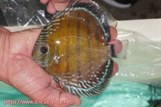 画像1: 【ワイルドディスカス】【通販】ラーゴクミナスーパーレッド【個体販売】15cm（生体）ラーゴクミナ産 (1)