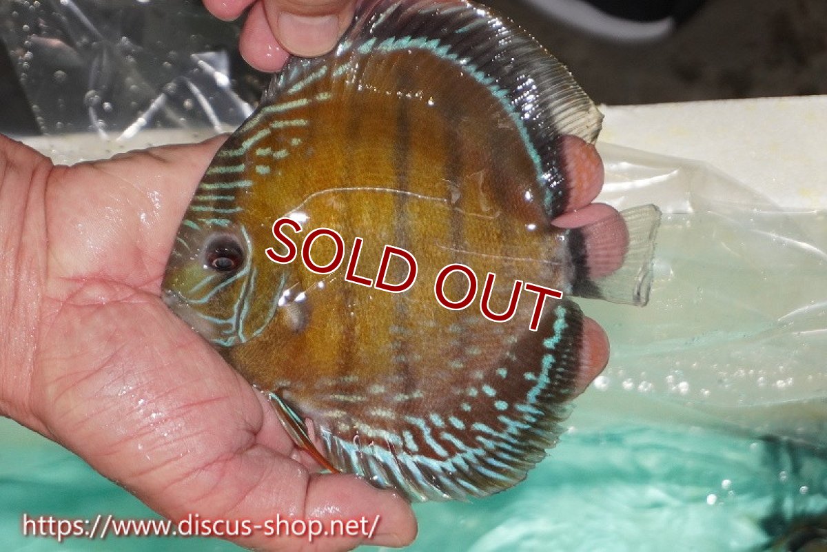 画像2: 【ワイルドディスカス】【通販】ラーゴクミナスーパーレッド【個体販売】15cm（生体）ラーゴクミナ産 (2)